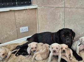 Straw Cane Corso Pups