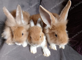 9wk old lionhead bucks