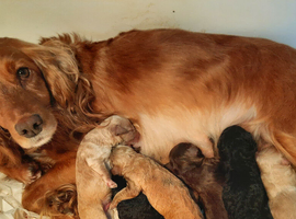 Gorgeous F1 Toy Cockapoo Puppies