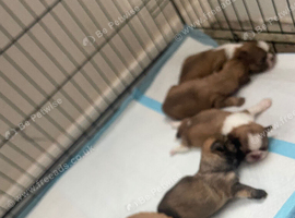 Puppies