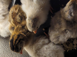Guinea Fowl Keets