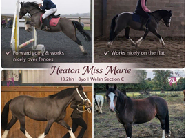 Heaton Miss Marie - 13.2hh 8yo mare