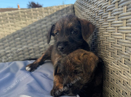 Terrier X Staffy puppies