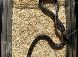 CB25 Cornsnakes