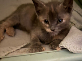 2 x Female kittens *Ready Now*