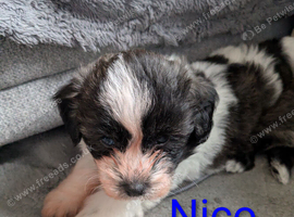 Shihpoo/shihpoochon/shihchon hybrid puppies
