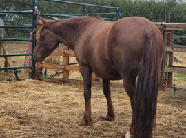 Sweet 12hh 6yo Gelding