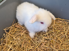 1 white mini lop ear bunny