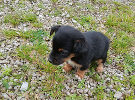 Small jack Russell puppies