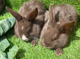 Chocolate button bunnies