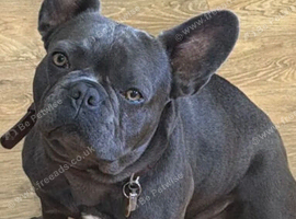 12 month old female french bulldog