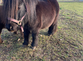 Black Miniature Shetland Mare Spsbs registered