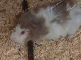 mixed litter for sale