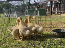 Embden goslings for sale