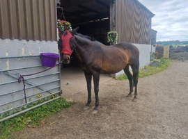 Stable available DIY livery