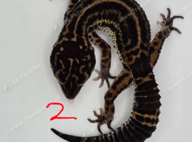 Black night leopard geckos