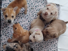 Frenchie-Pei pups