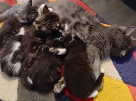 Kittens 7 weeks old mums half maincoon