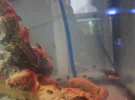 Blue polar parrot cichlid