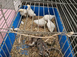 Free chicks