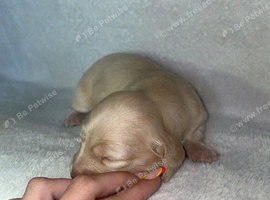 Gorgeous mini cream  dachshund