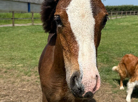 Beautiful bay filly