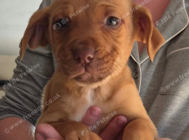 Staff x lab puppies ready to go