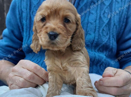 Cocker spaniel puppies Manchester