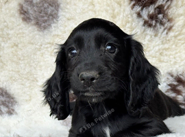 2 Working Cocker spaniel pups ready now