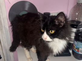 Fluffy Long-haired tuxedo young cat.