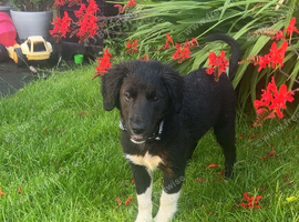 13 week old female
