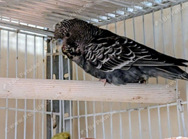 Multi colour s,f anthrecite budgies.
