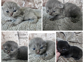 British shorthair kittens