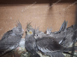 Baby Cockatiels and Budgies