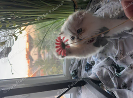 Persian boy Beautiful silver tip chinchilla