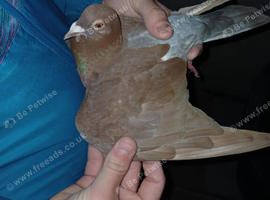 Chocolate Melueman Racing Pigeons RPRA Rung 4