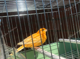2 red Factor hens