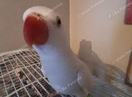 Ringneck (palid blue) for sale &pound;300