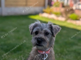 Border terrier cross