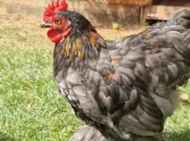 Pekin Bantam Cocorel