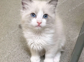 Ragdoll kitten (bicolour)