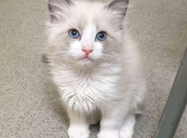 Ragdoll kittens