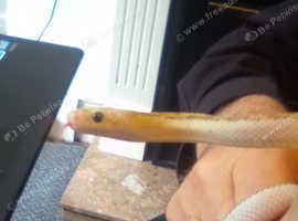 White-sided Black Rat Snakes For Sale