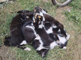 Lovely kitty