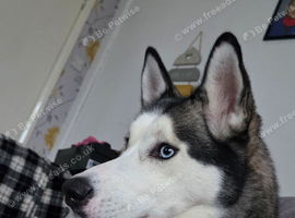 Siberian husky