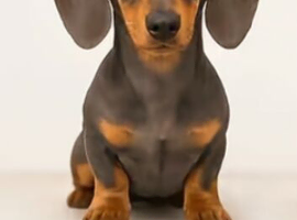 Puppy dachshund