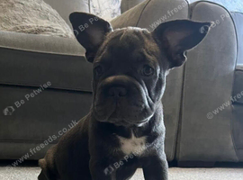 French bulldog puppies!!