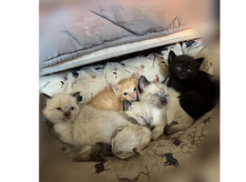 Ragdoll cross kittens