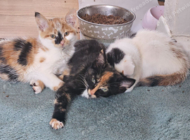 Forever Homes Needed