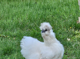 Silkie hatching eggs qty 6